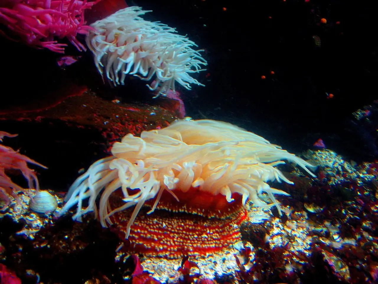 Fundraising Initiative Kickstarted by Dalmatian Islands Environment Foundation Focuses on Coral...