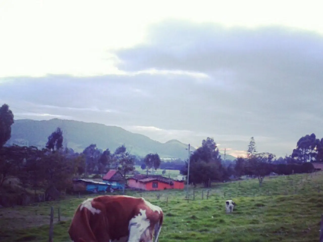 Expanded Livestock Farm Established at the Hochburg Emmendingen Manor