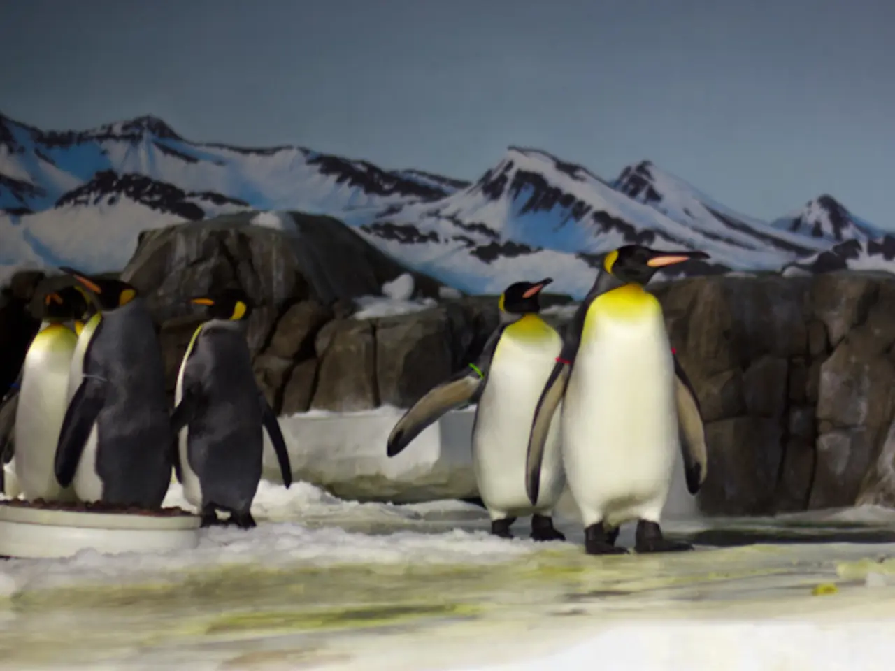 This is an edited image. At the bottom of the picture, we see the snow. In the middle, we see the...