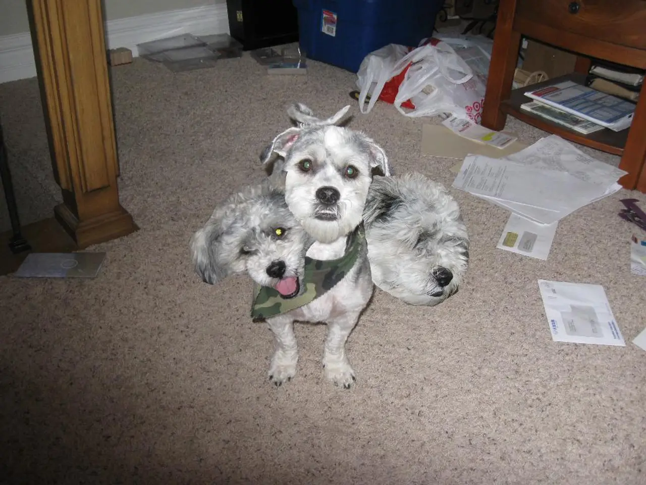 In this picture I can see a dog with three heads, papers, books and some things are around.