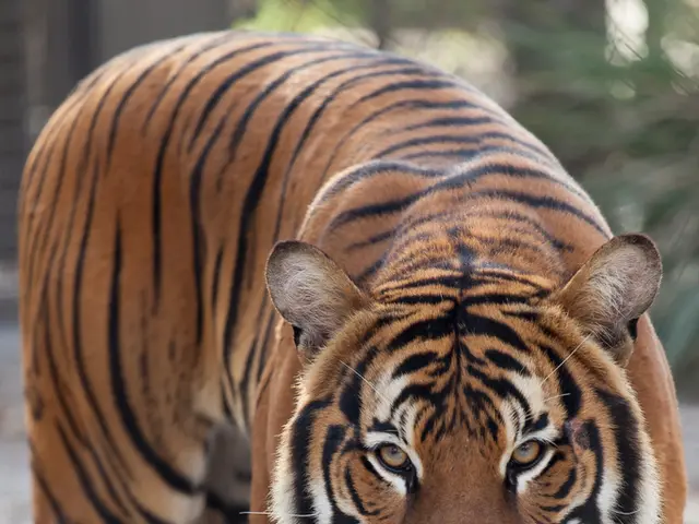 Stock Selection: Nvidia versus Marvel – Which Investment Offers Superior Returns?