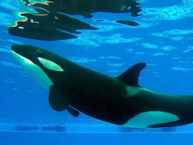 Gargantuan Bitcoin Transfer Prompts Speculation: Could It Be a Resurfaced Bitcoin Jesuit?