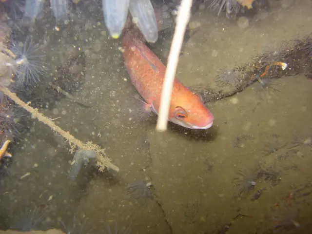 Affordable and Lucrative Venture: Small-Scale Mandarin Fish Farming for Ornamental Fish...