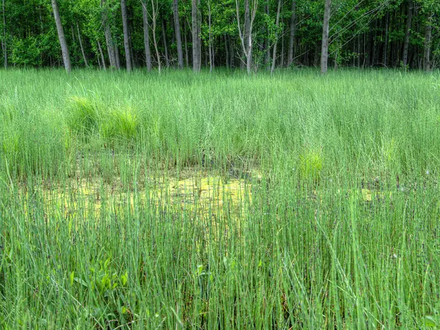 Forest-Based Economic Activities of Geauga County