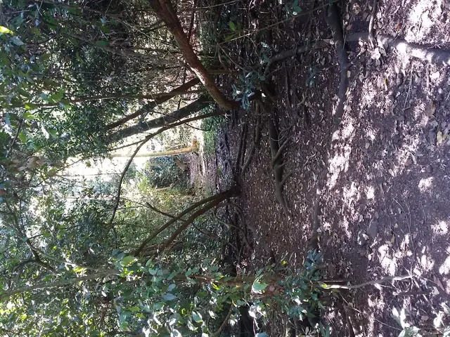 Strategies for Ensuring Forest Depletion-Free Procurement for Adherence to EUDR Regulations.