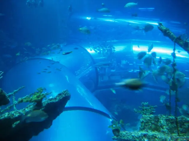 Capital Market Stir: The Impact of Blue Bonds