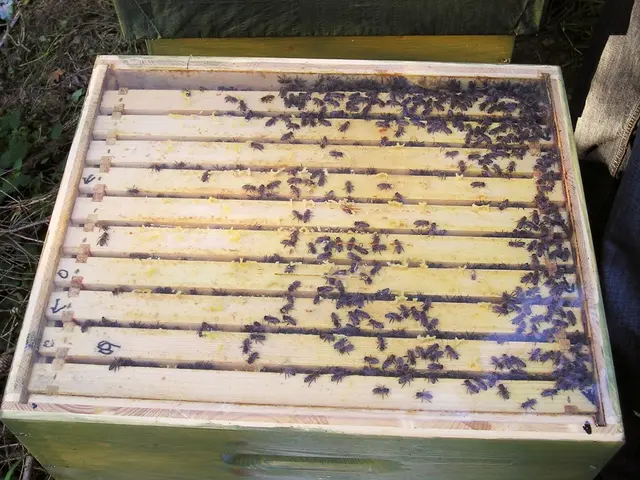 Large-scale Agricultural Project Utilizes Flies for Excrement Collection Worth $75 Million,...