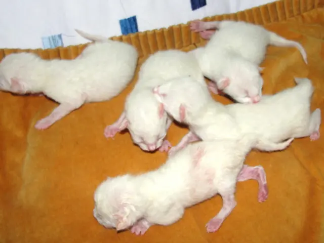 Large sum of €6,900 spent on installing three rat traps, and suspect washer malfunctioning again...