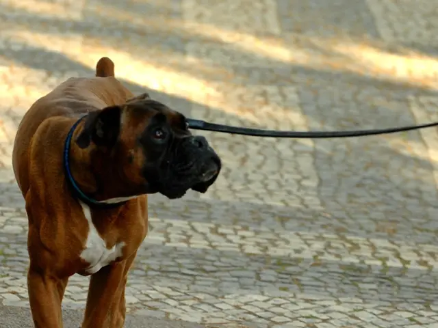 Flourishing in self-funding: Woofz, the successful dog training application, surpasses $20 million...