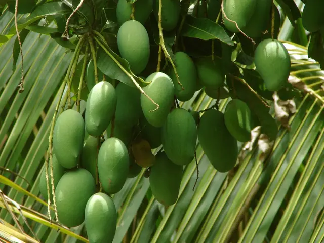 Ensuring Authenticity and Transparency in the Mango Production Chain