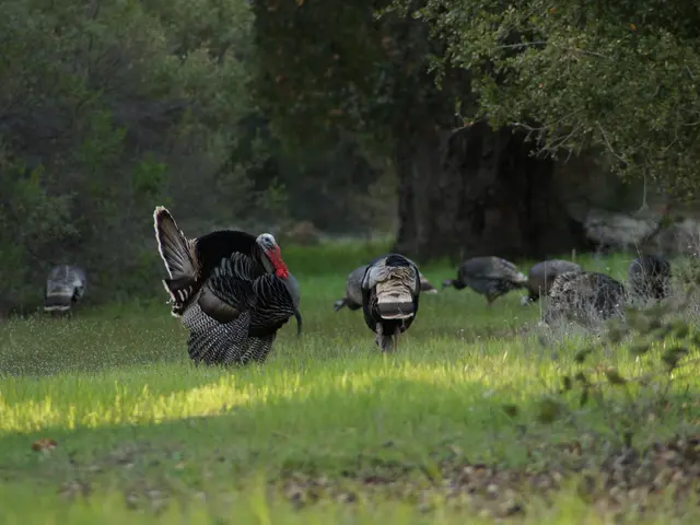 Turkey's yearly inflation rate lowers to a 44-month minimum of 33.5% in July