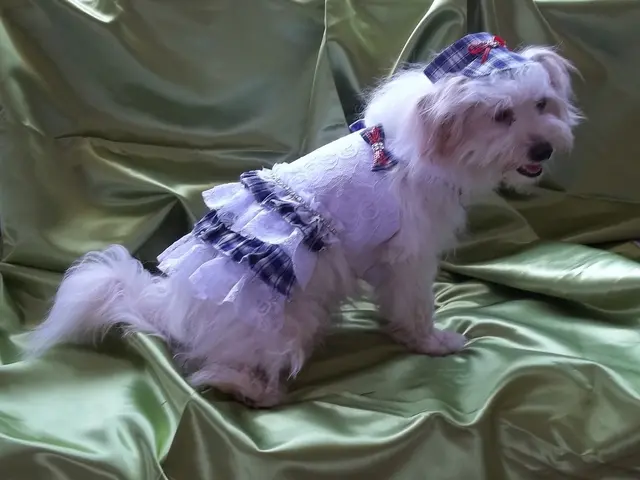 Comparison of dog taxes: Amount farmowners in Upper Palatinate municipalities need to shell out