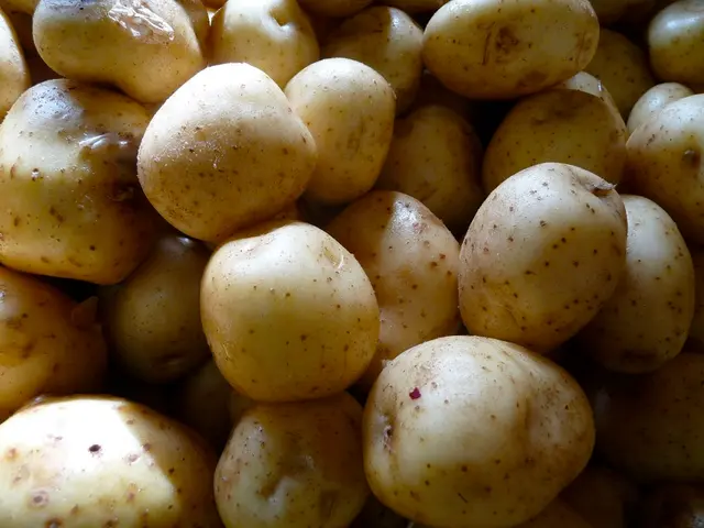 Record high production of potatoes without a corresponding price hike for consumers