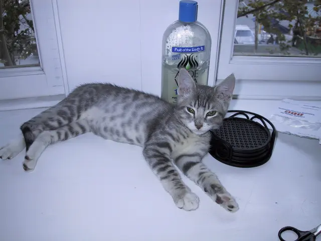 Upcoming Financial Analysis: Petrobras Q2 2025 Results Predictions