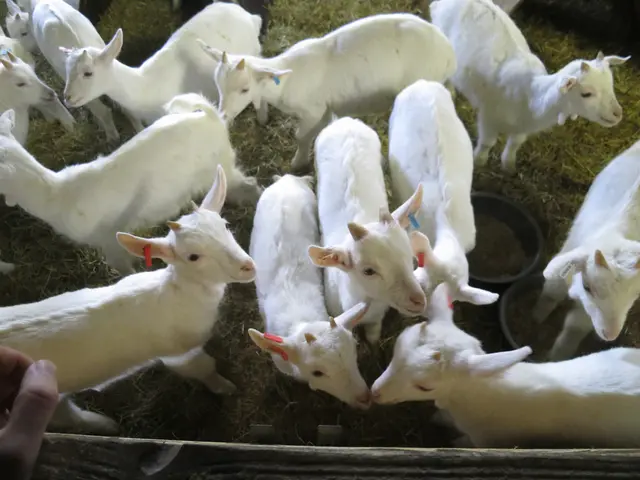 Farmers eligible for goat farming loans, up to Tk10 lakhs granted