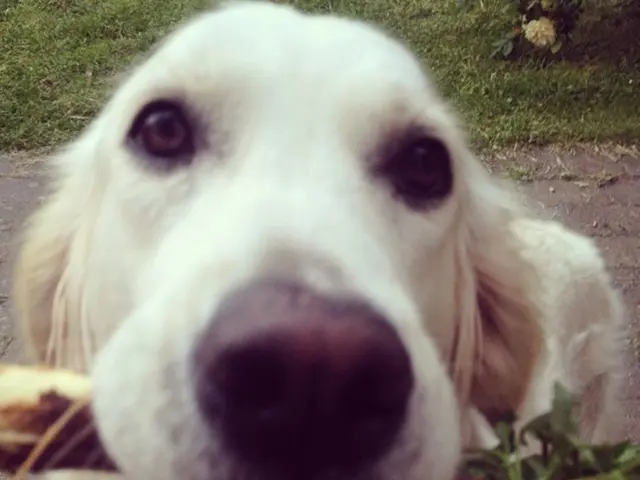 Dogecoin Gaining Traction: Critical $0.35 Barrier Could Fuel Push Towards $1