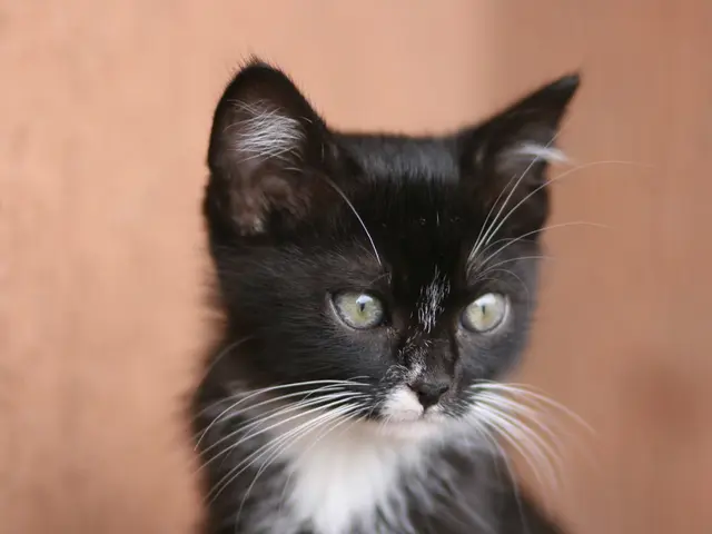 Showcased Luxury Autos: Top Spectacular Features at the US Auto Exhibition