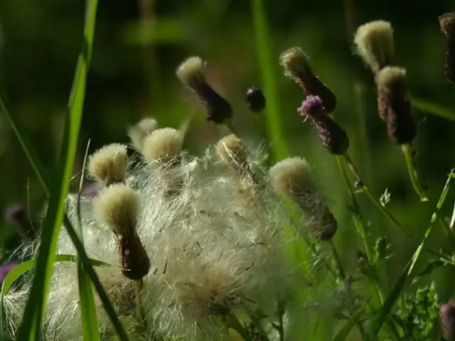 Mayor attends Aminocore event