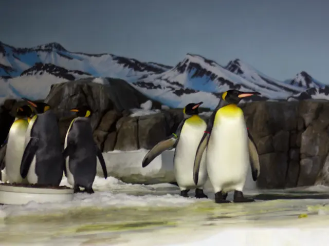 This is an edited image. At the bottom of the picture, we see the snow. In the middle, we see the...