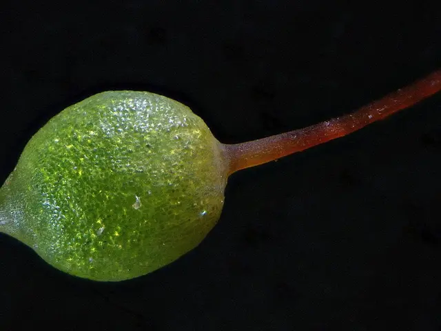 It looks like a plant which is in green color.