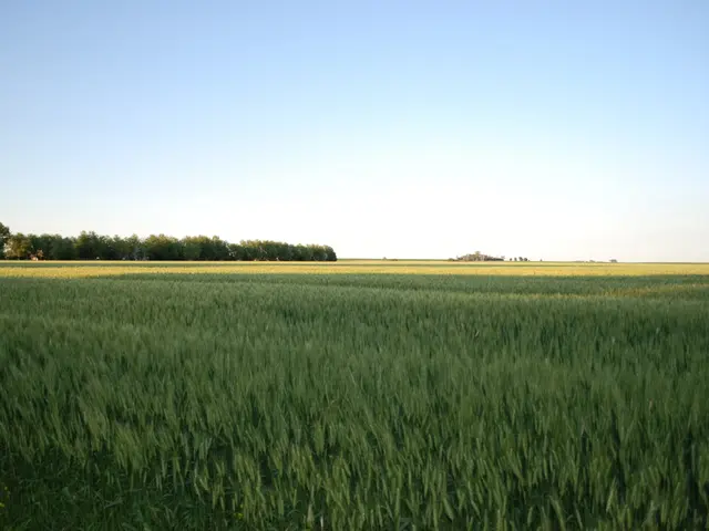 In the image there are paddy fields all over the place with trees on the left side and above its...