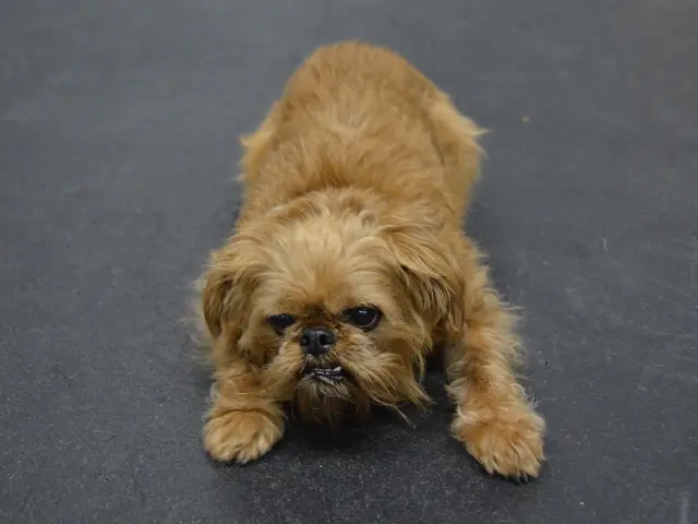 In this image we can see a dog on the road.