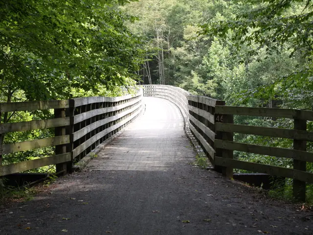In this image, this looks like a wooden bridge. These are the trees with branches and leaves.