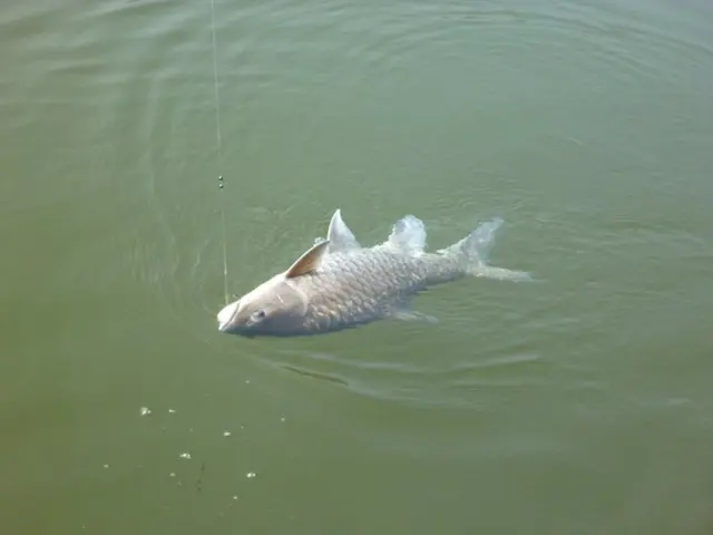 In this image I can see a fish caught by a hook in water.
