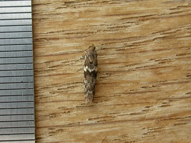 In this picture we can see an insect on an object and on the left side of the object there is a...